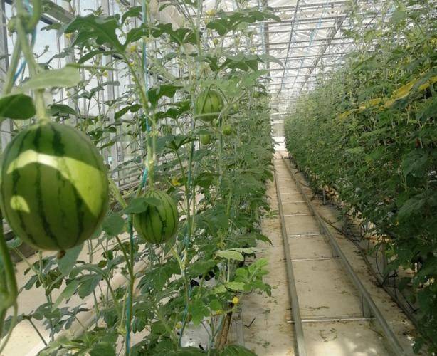 Greenhouse watermelon cultivation techniques