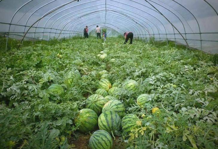 Greenhouse watermelon cultivation techniques