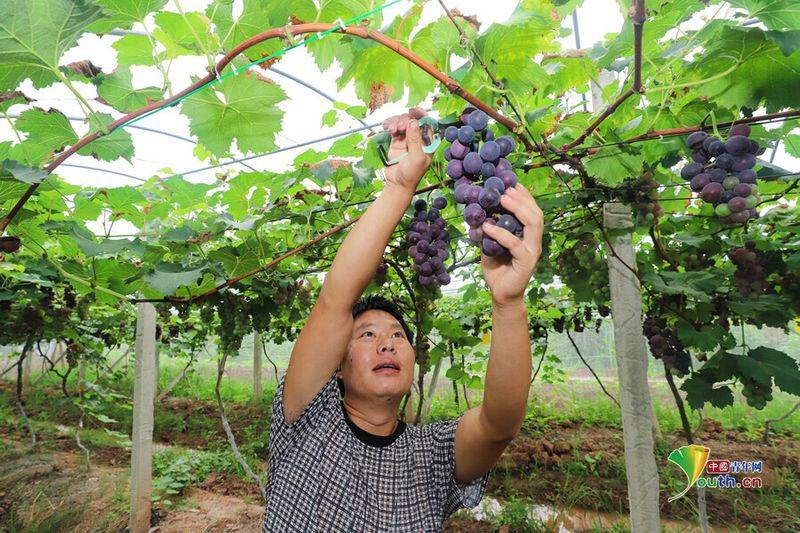 Technology for the cultivation of grape trees in large sheds