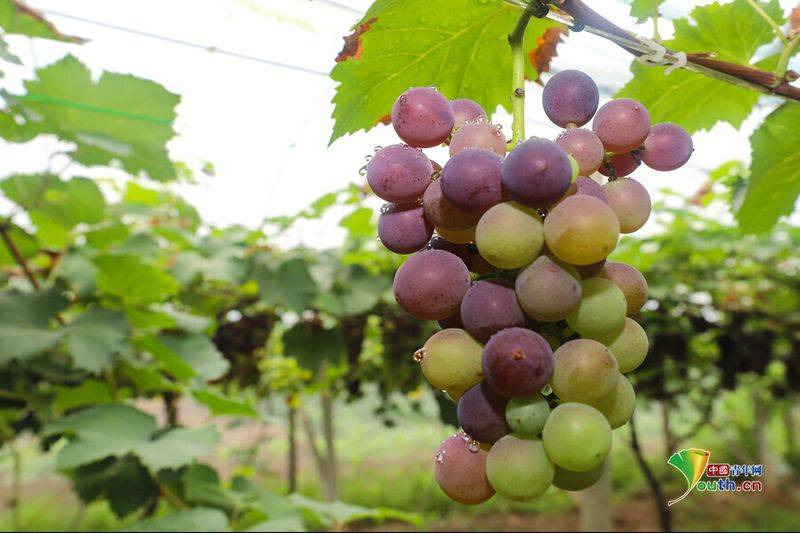 Technology for the cultivation of grape trees in large sheds