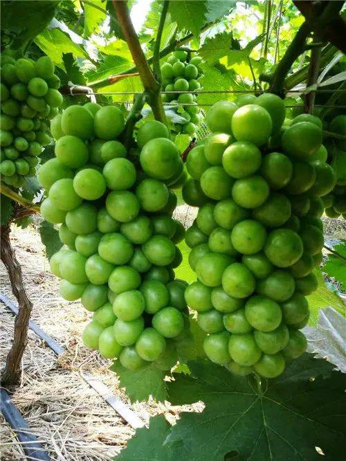 Technology for the cultivation of grape trees in large sheds
