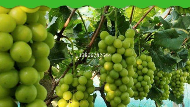 Technology for the cultivation of grape trees in large sheds