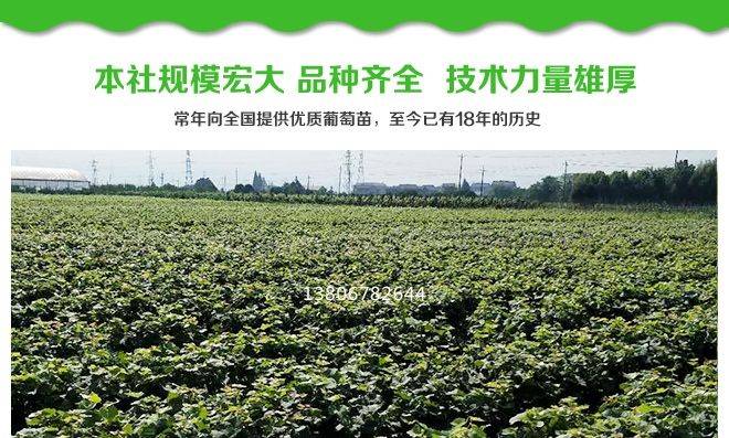 Technology for the cultivation of grape trees in large sheds