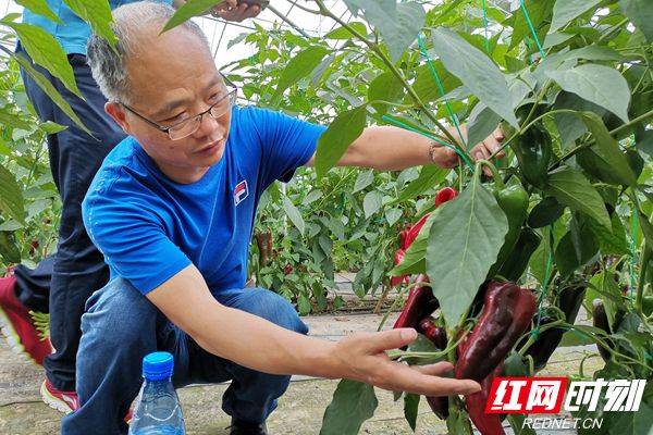 Video on vegetable growing techniques