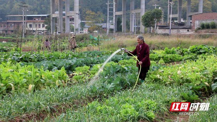 Video on vegetable growing techniques