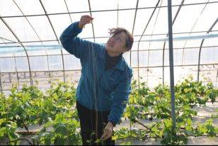 Technology for the cultivation of grape trees in large sheds