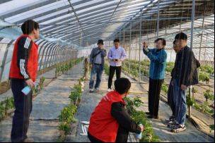 Technology for the cultivation of grape trees in large sheds
