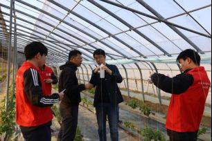 Technology for the cultivation of grape trees in large sheds