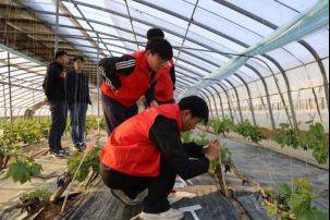 Technology for the cultivation of grape trees in large sheds