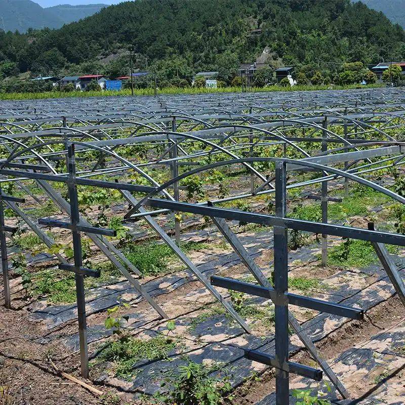 Gold-colored monkey cultivation technology