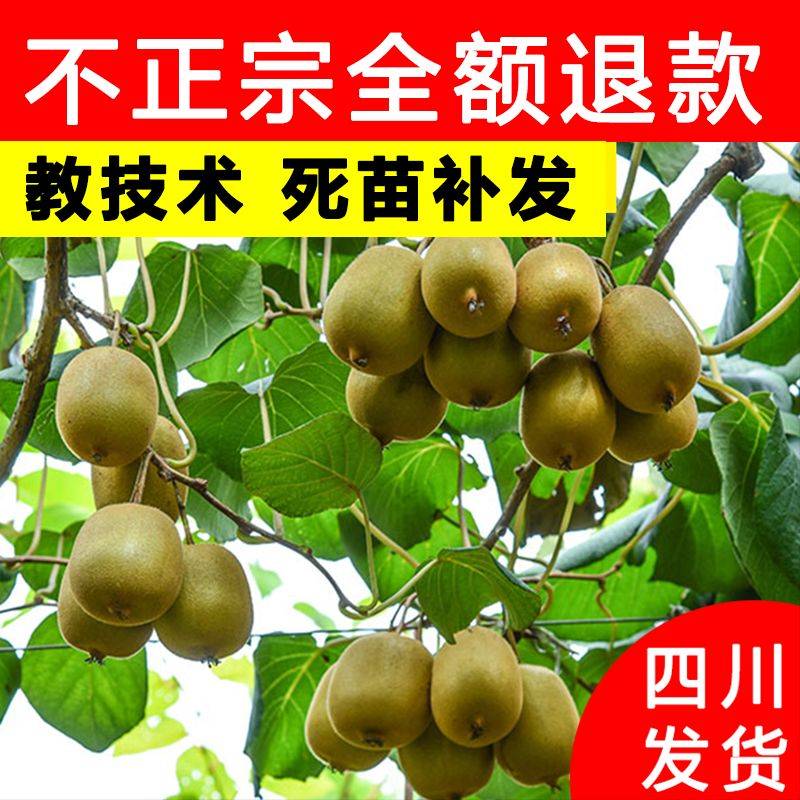 Gold-colored monkey cultivation technology