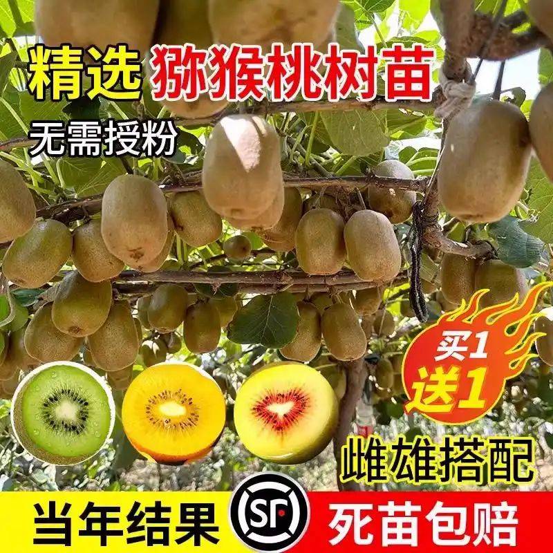 Gold-colored monkey cultivation technology