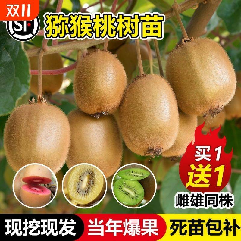 Gold-colored monkey cultivation technology