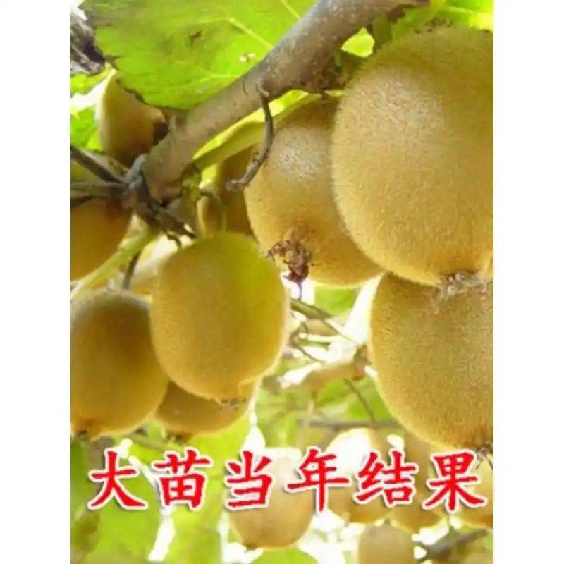Gold-colored monkey cultivation technology