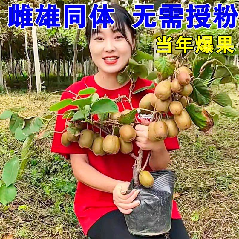 Gold-colored monkey cultivation technology