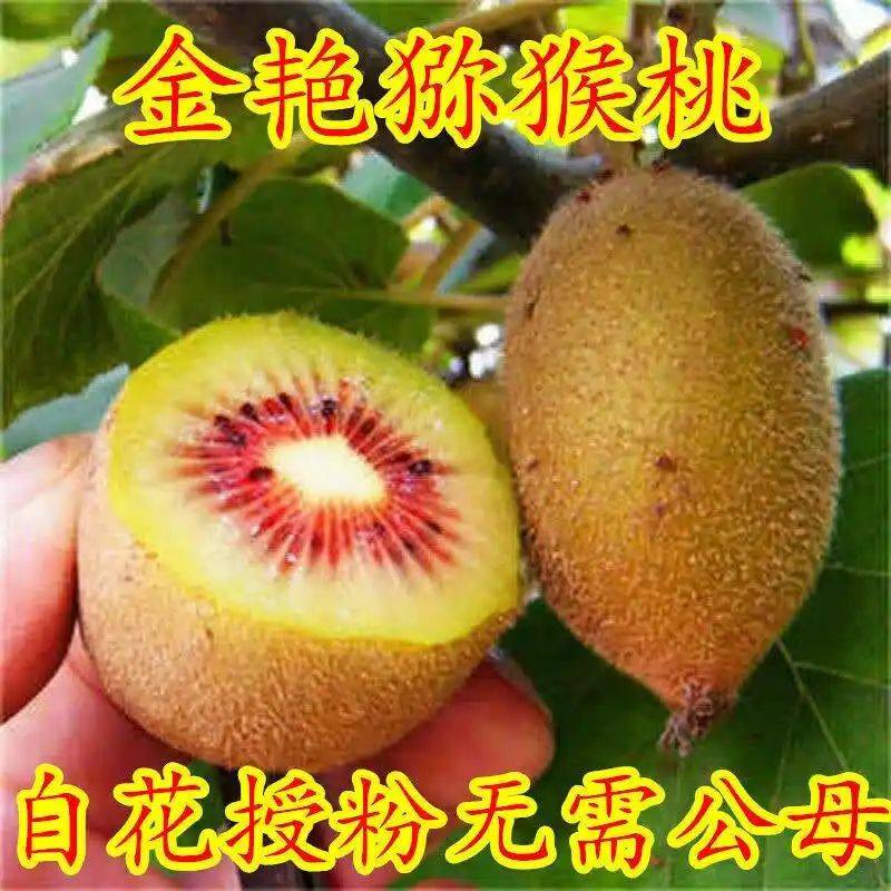 Gold-colored monkey cultivation technology