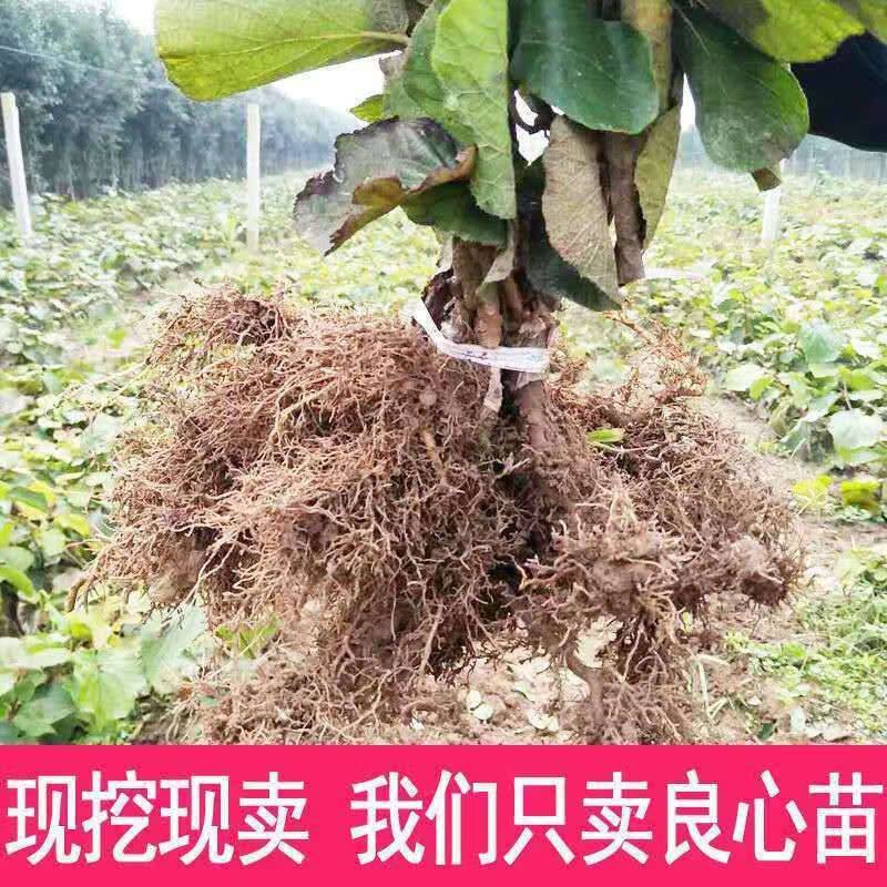Gold-colored monkey cultivation technology
