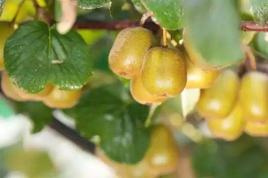 Gold-colored monkey cultivation technology
