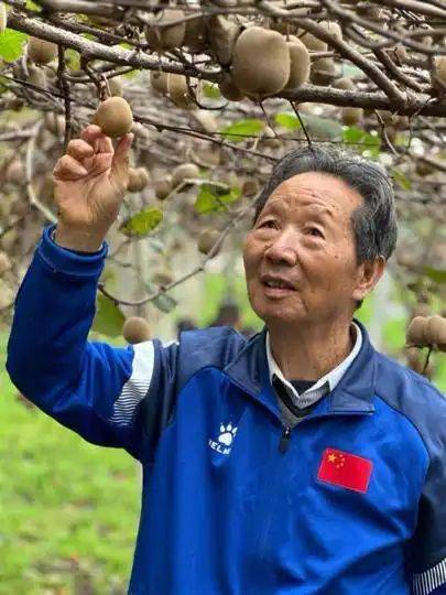 Gold-colored monkey cultivation technology