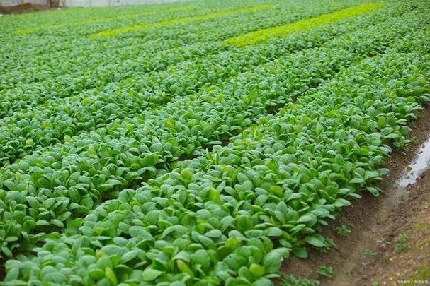 越冬菠菜种植技术要点