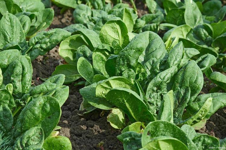 Autumn spinach cultivation technology video