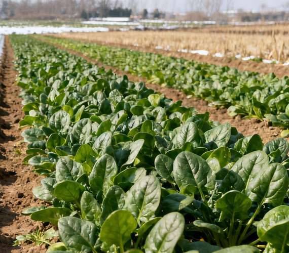 Autumn spinach cultivation technology video