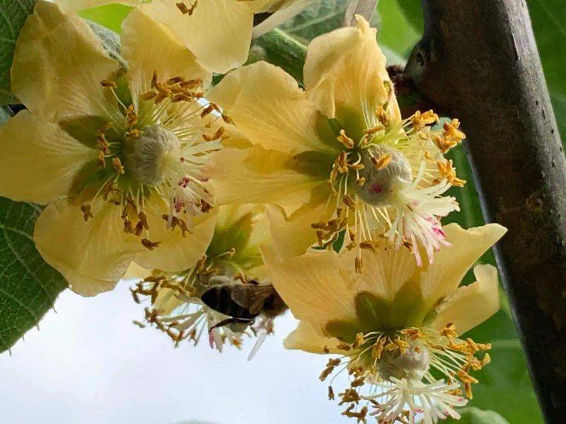 Gold-colored monkey cultivation technology