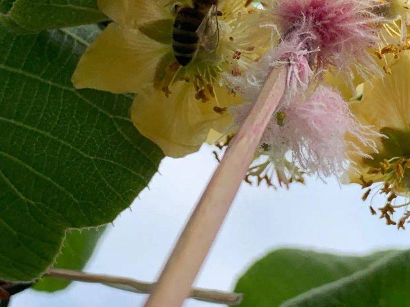 Gold-colored monkey cultivation technology