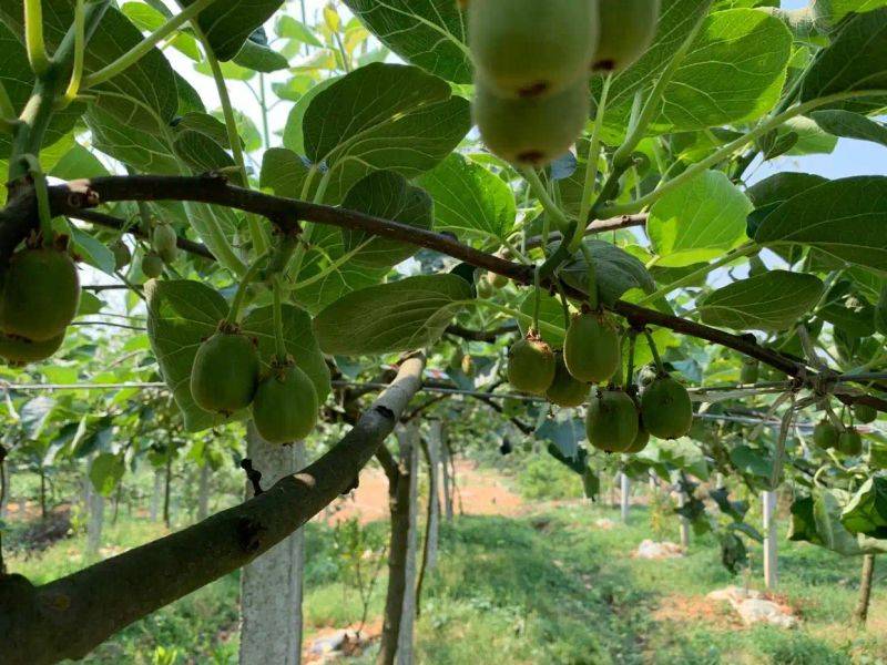 Gold-colored monkey cultivation technology