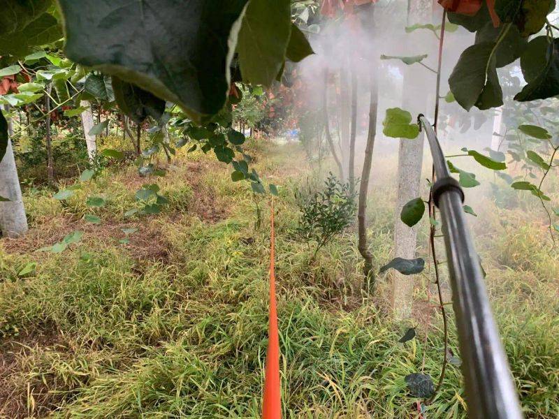 Gold-colored monkey cultivation technology