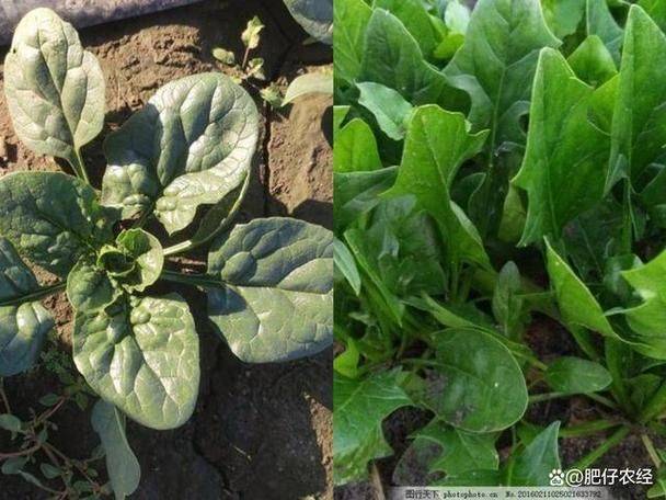 Autumn spinach cultivation technology video