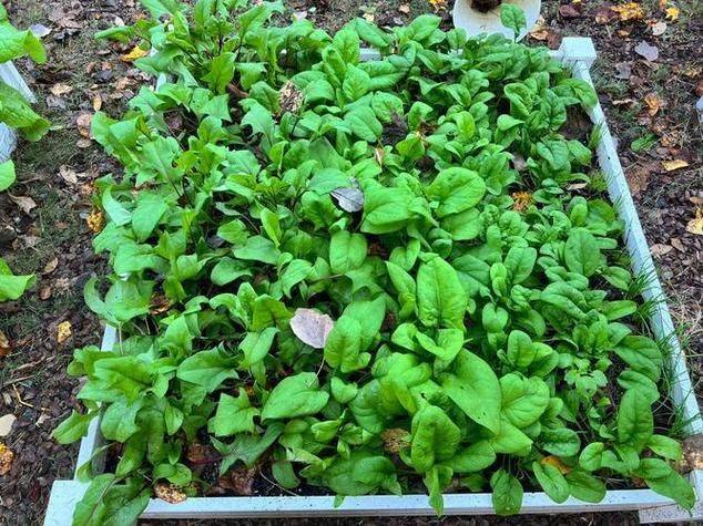 Autumn spinach cultivation technology video