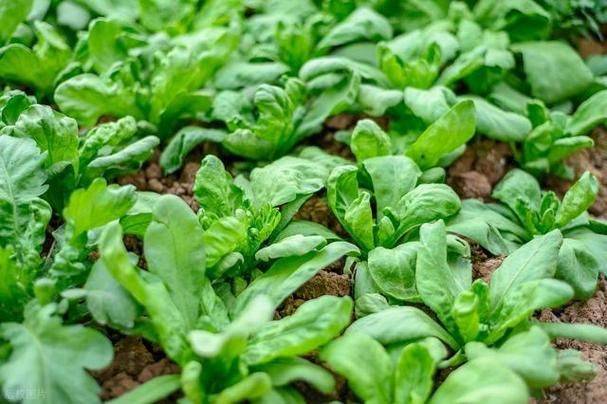 Autumn spinach cultivation technology video