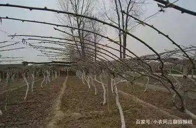 金艳猕猴桃种植技术