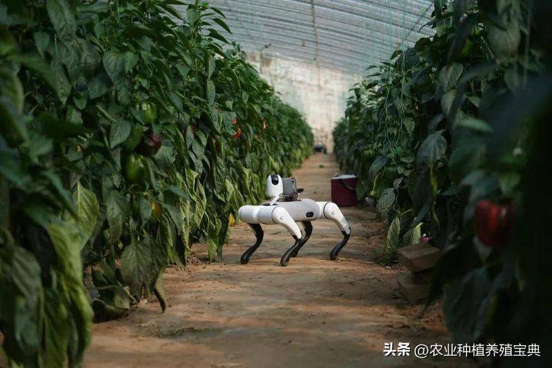 Vegetable types in large sheds