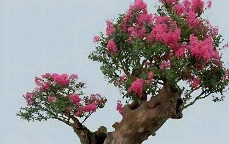 The method of planting purple trees