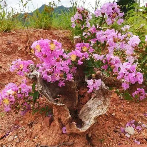 The method of planting purple trees
