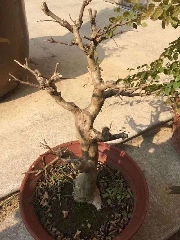 The method of planting purple trees