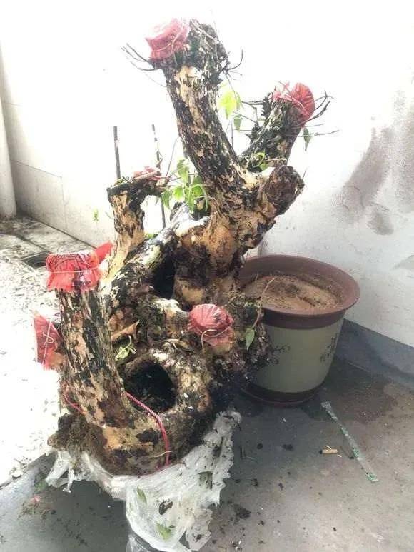The method of planting purple trees