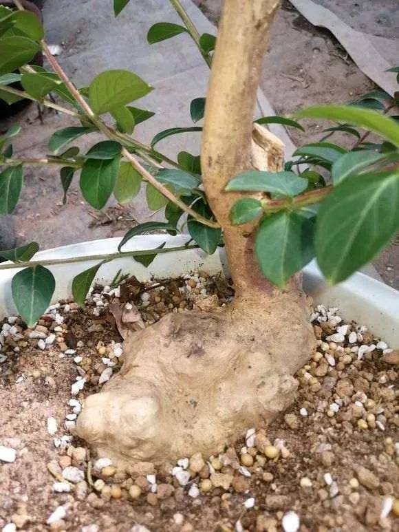 The method of planting purple trees