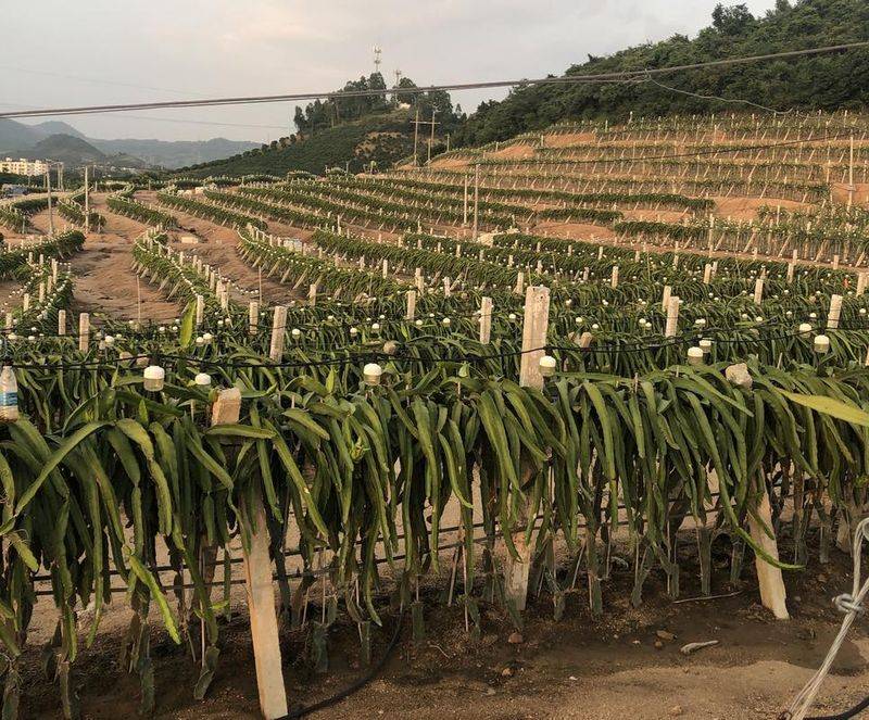 The method of planting the dragon nuts