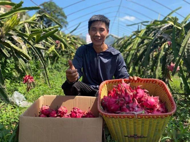 The method of planting the dragon nuts