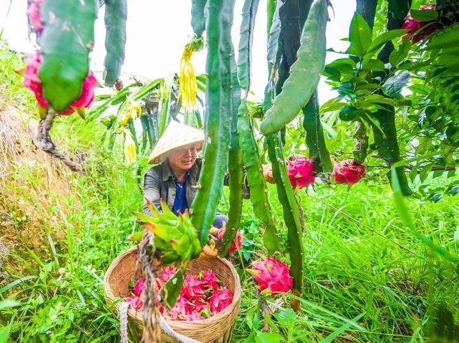 The method of planting the dragon nuts