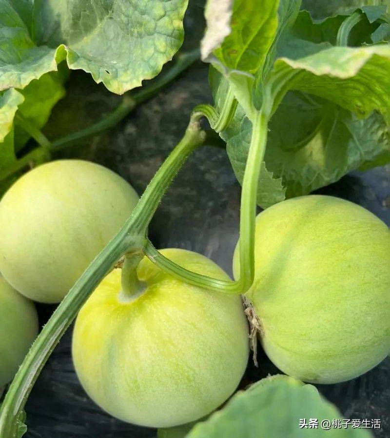 Cucumber cultivation methods