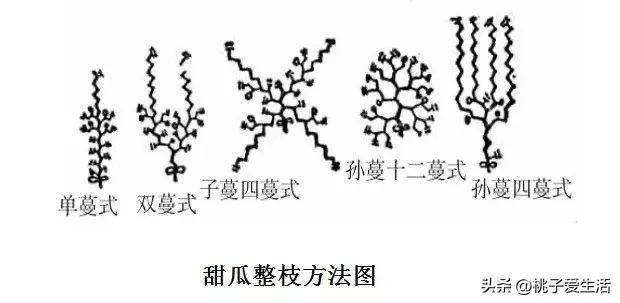 Cucumber cultivation methods