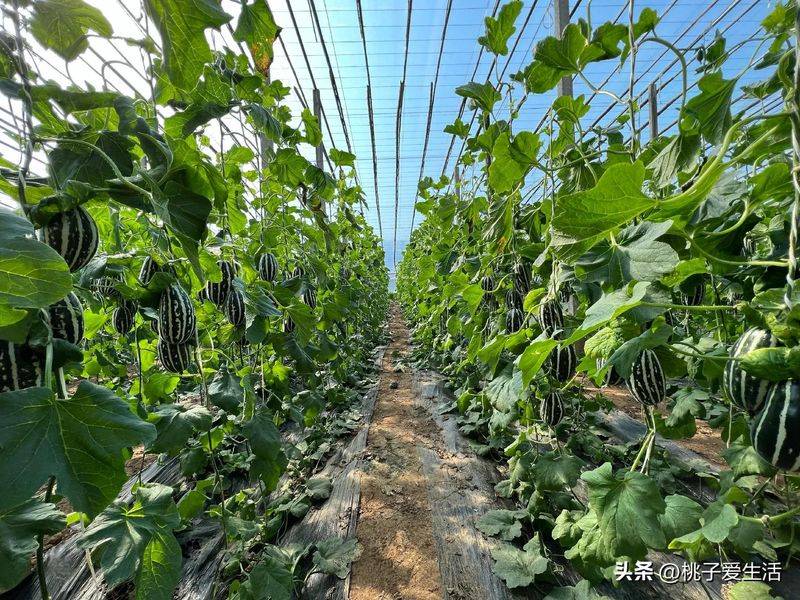 Cucumber cultivation methods