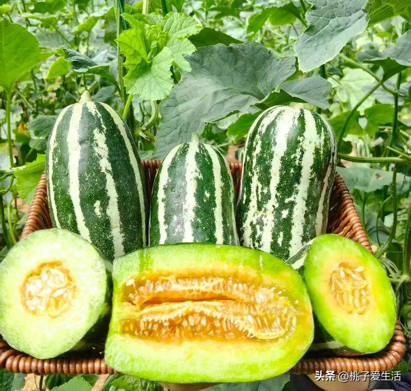 Cucumber cultivation methods