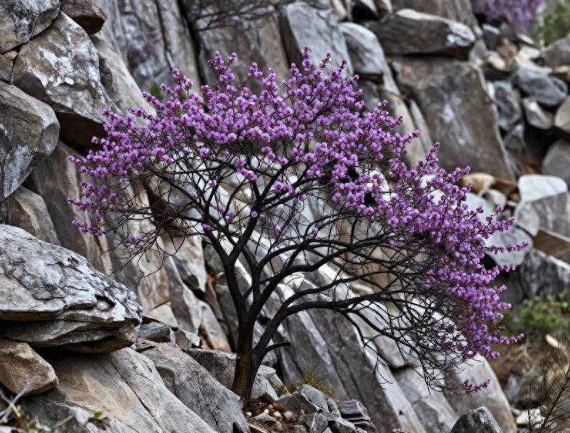 The method of planting purple trees