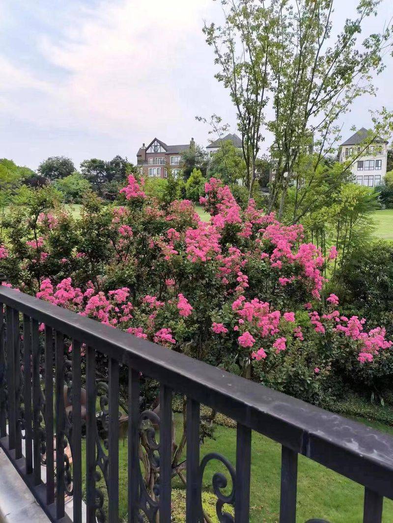 The method of planting purple trees