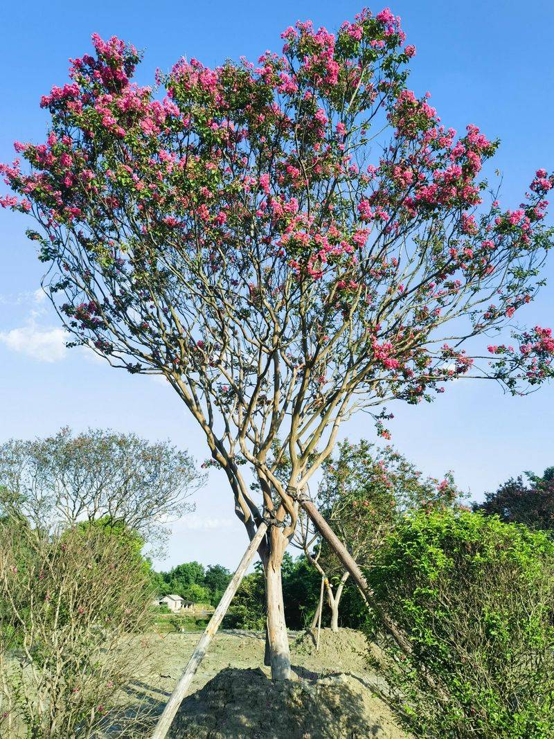 The method of planting purple trees